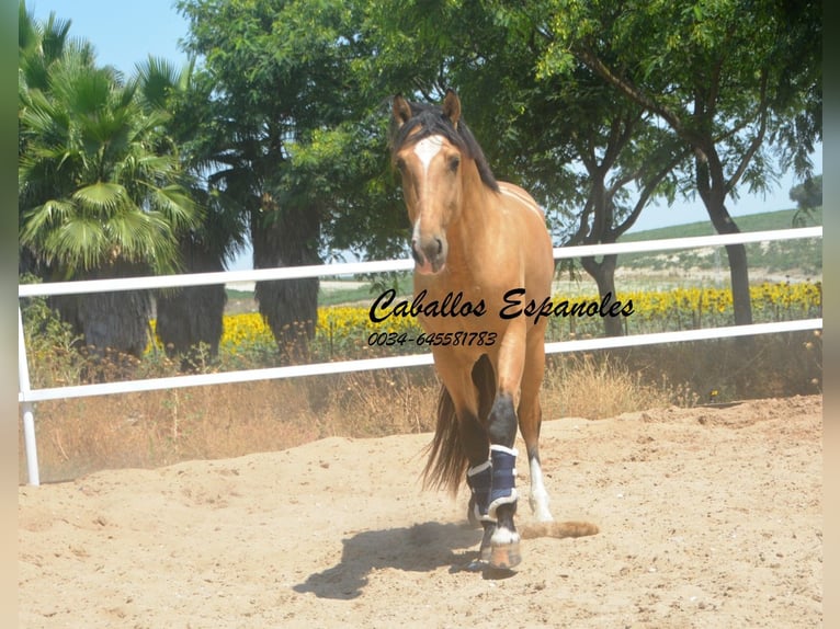Lusitano Hengst 3 Jaar 160 cm Buckskin in Vejer de la Frontera
