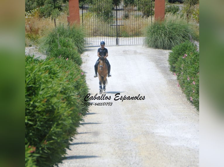 Lusitano Hengst 3 Jaar 160 cm Buckskin in Vejer de la Frontera