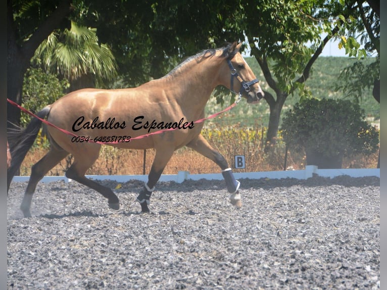 Lusitano Hengst 3 Jaar 160 cm Buckskin in Vejer de la Frontera