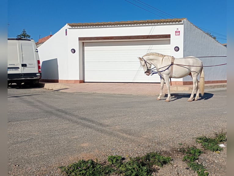 Lusitano Hengst 3 Jaar 160 cm Cremello in San Javier