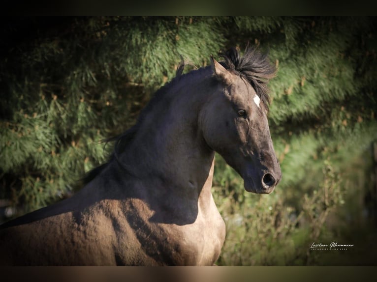 Lusitano Mix Hengst 3 Jaar 160 cm Grullo in Rio-Maior