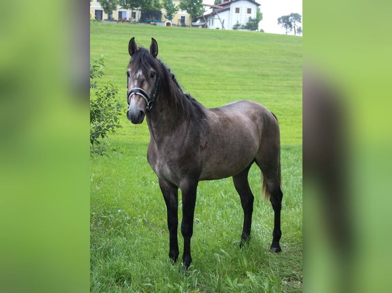 Lusitano Hengst 3 Jaar 160 cm Schimmel in Graben
