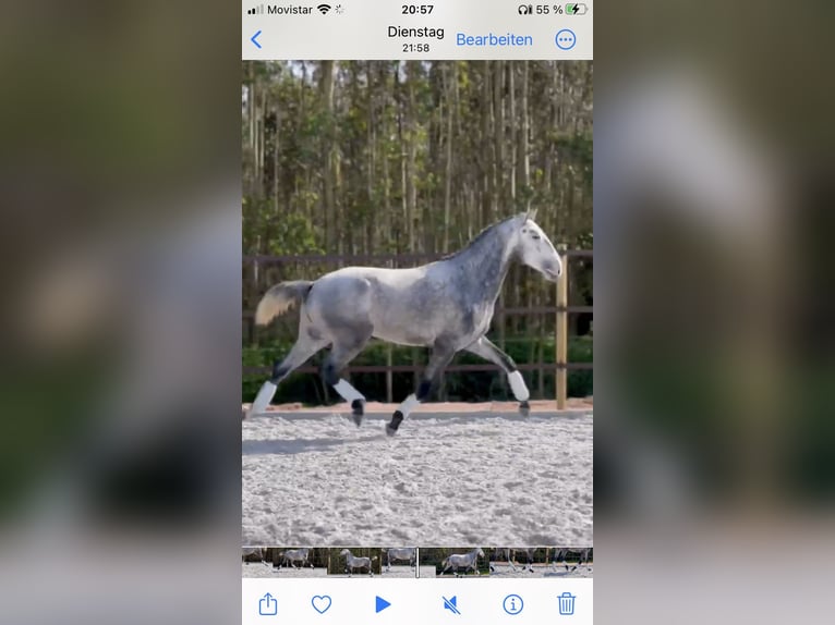 Lusitano Hengst 3 Jaar 160 cm Schimmel in Cartaxo