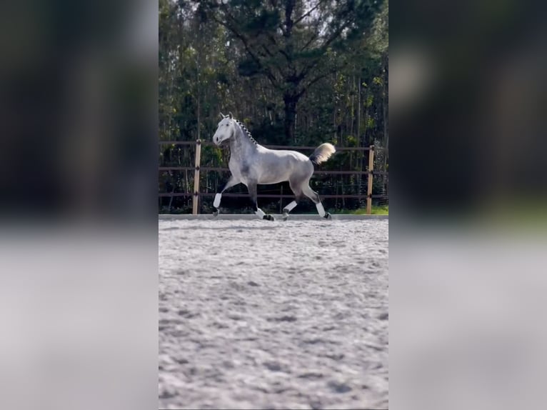 Lusitano Hengst 3 Jaar 160 cm Schimmel in Cartaxo