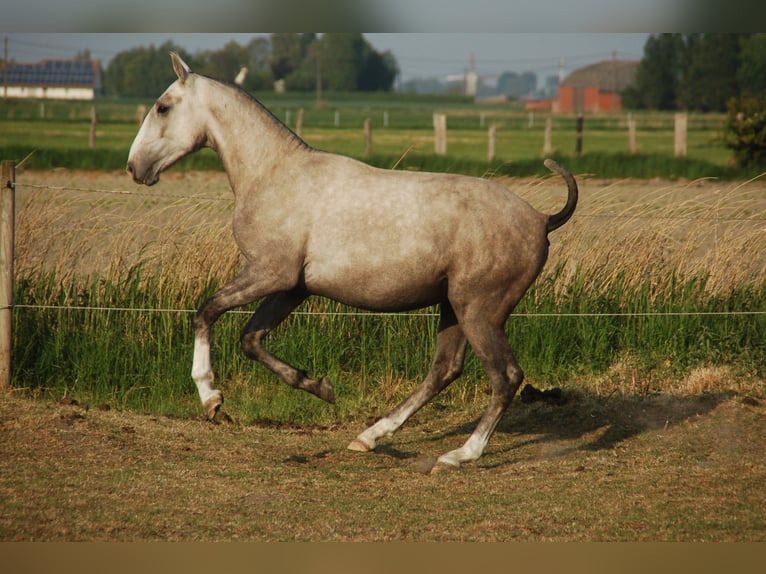 Lusitano Hengst 3 Jaar 160 cm Schimmel in Bredene