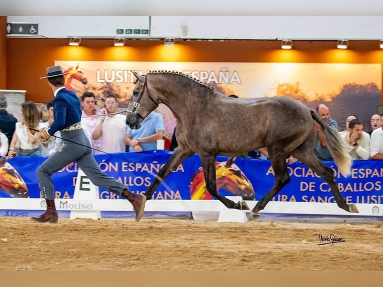 Lusitano Hengst 3 Jaar 161 cm Brown Falb schimmel in Huelca