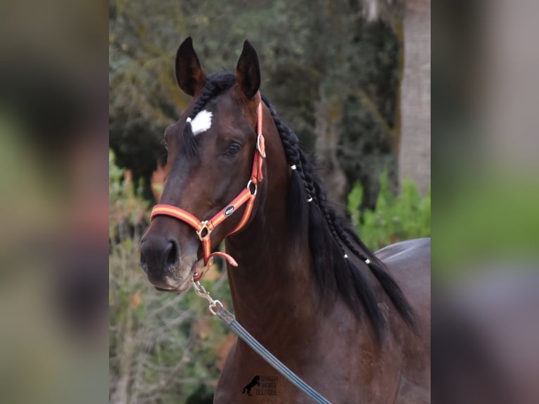 Lusitano Hengst 3 Jaar 161 cm Bruin in Mallorca