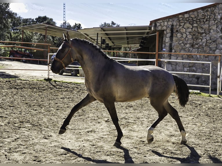 Lusitano Hengst 3 Jaar 161 cm Grullo in MADRID