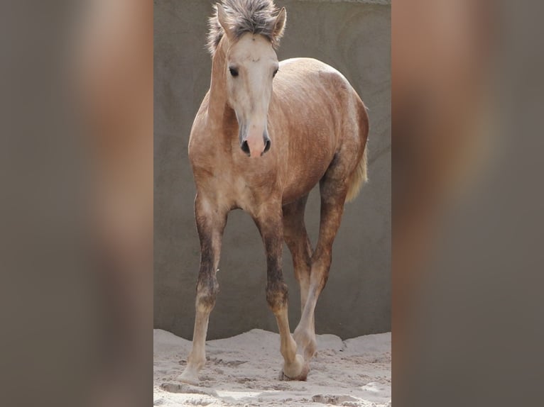 Lusitano Hengst 3 Jaar 161 cm Schimmel in Cadriceira