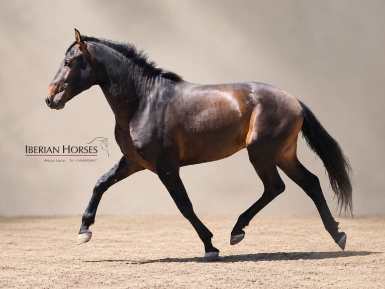 Lusitano Mix Hengst 3 Jaar 162 cm Bruin in Navas Del Madroño