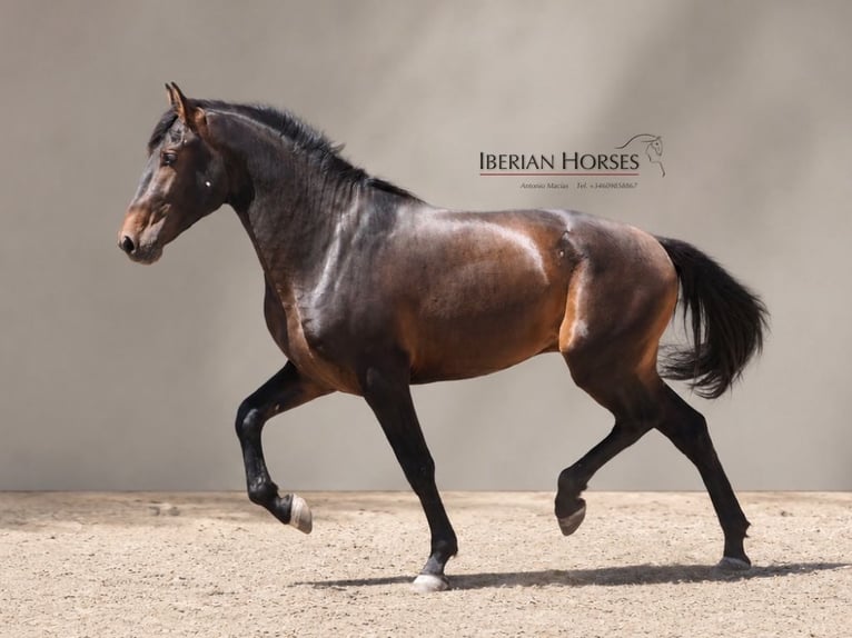Lusitano Mix Hengst 3 Jaar 162 cm Bruin in Navas Del Madroño