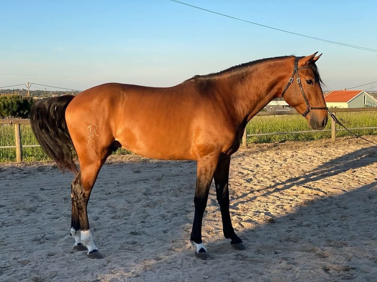 Lusitano Hengst 3 Jaar 162 cm Donkerbruin in Coruche