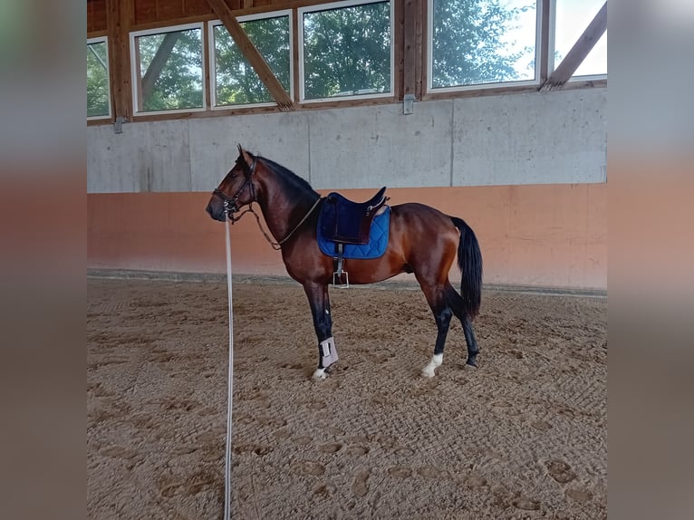 Lusitano Hengst 3 Jaar 162 cm Donkerbruin in Braunau