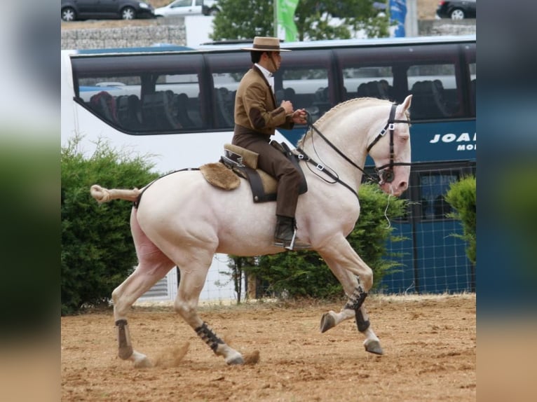 Lusitano Hengst 3 Jaar 162 cm Schimmel in Rio Maior