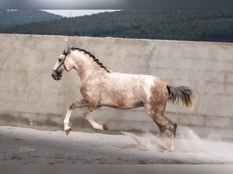 Lusitano Hengst 3 Jaar 162 cm Schimmel in Rio Maior