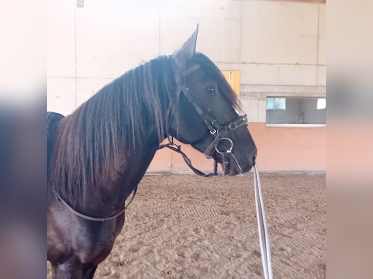 Lusitano Hengst 3 Jaar 162 cm Zwart in Braunau