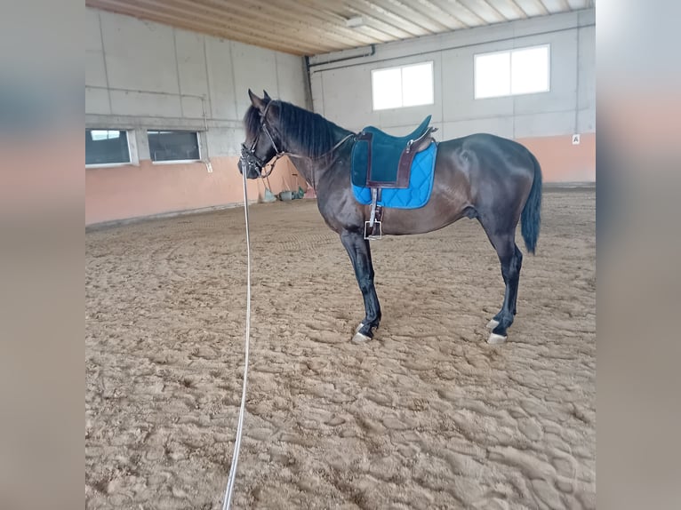 Lusitano Hengst 3 Jaar 162 cm Zwart in Braunau