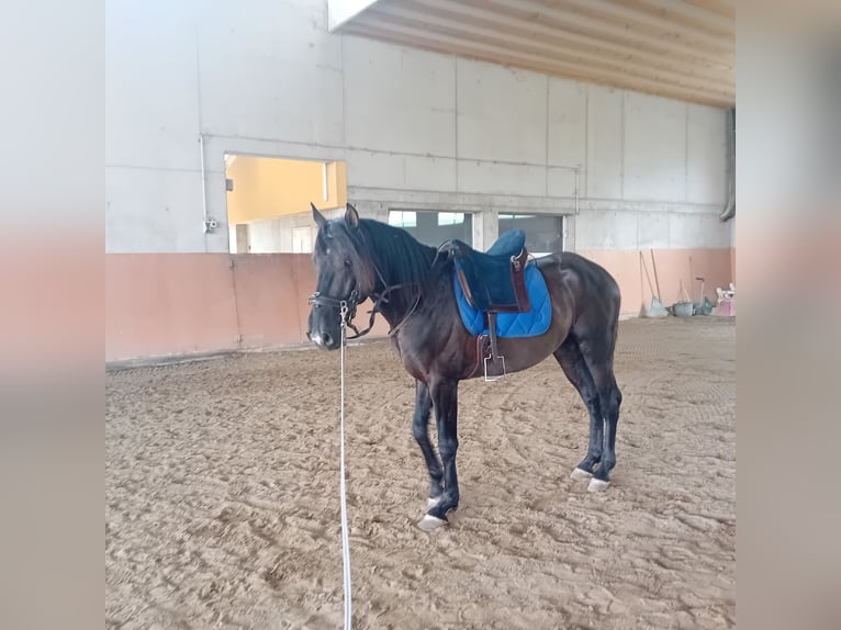 Lusitano Hengst 3 Jaar 162 cm Zwart in Braunau