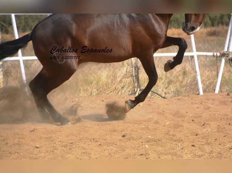 Lusitano Hengst 3 Jaar 163 cm Donkerbruin in Vejer de la Frontera