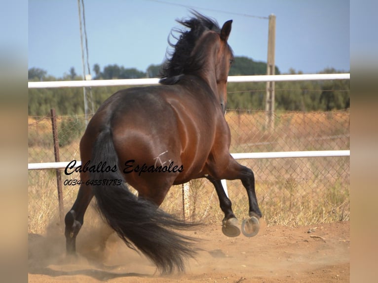 Lusitano Hengst 3 Jaar 163 cm Donkerbruin in Vejer de la Frontera