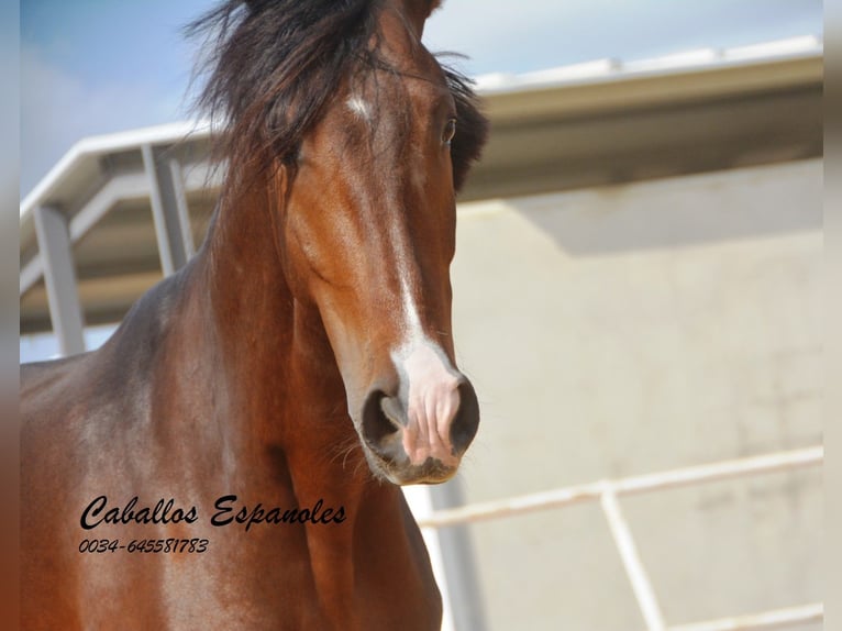 Lusitano Hengst 3 Jaar 163 cm Donkerbruin in Vejer de la Frontera