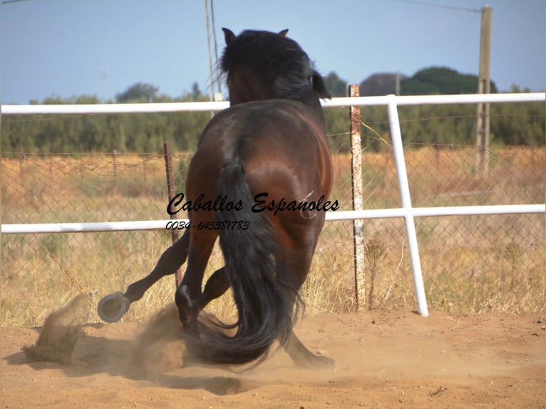 Lusitano Hengst 3 Jaar 163 cm Donkerbruin in Vejer de la Frontera