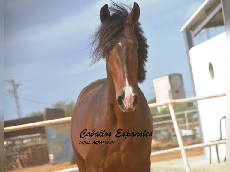 Lusitano Hengst 3 Jaar 163 cm Donkerbruin in Vejer de la Frontera