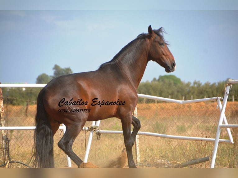 Lusitano Hengst 3 Jaar 163 cm Donkerbruin in Vejer de la Frontera