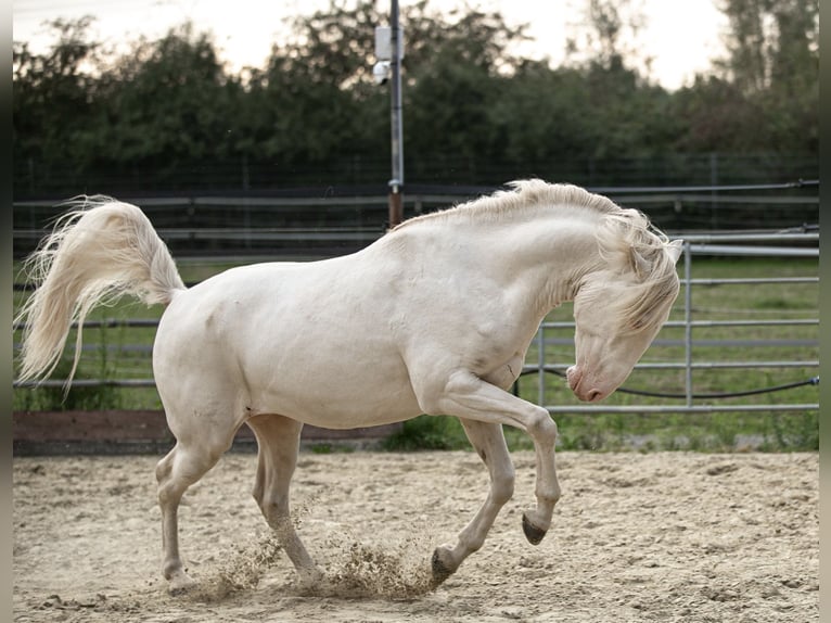 Lusitano Hengst 3 Jaar 163 cm Perlino in Neukirchen-Vluyn