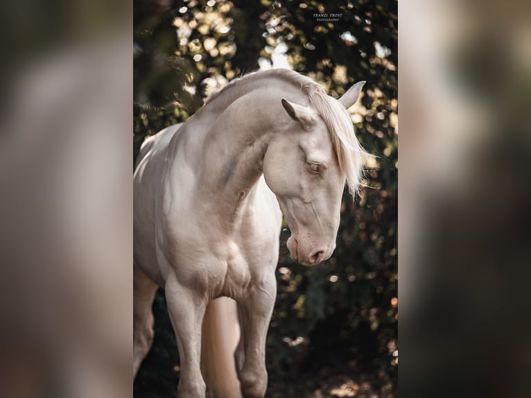 Lusitano Hengst 3 Jaar 163 cm Perlino in Neukirchen-Vluyn