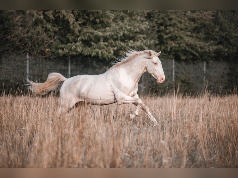 Lusitano Hengst 3 Jaar 163 cm Perlino in Neukirchen-Vluyn
