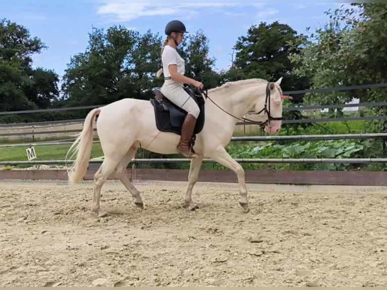 Lusitano Hengst 3 Jaar 163 cm Perlino in Neukirchen-Vluyn