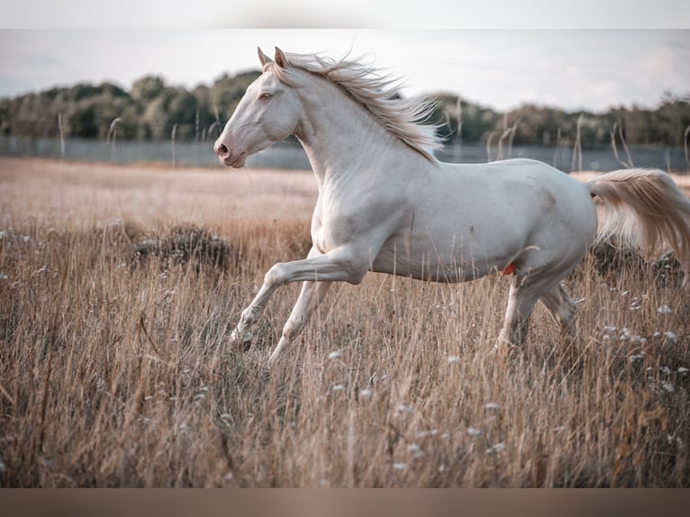 Lusitano Hengst 3 Jaar 163 cm Perlino in Neukirchen-Vluyn