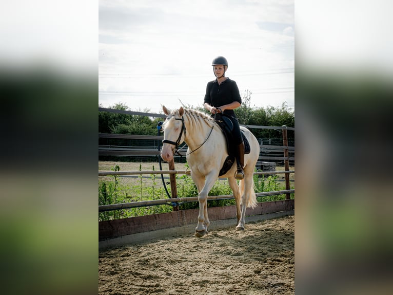 Lusitano Hengst 3 Jaar 163 cm Perlino in Neukirchen-Vluyn