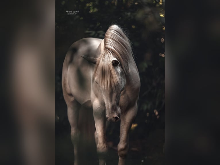 Lusitano Hengst 3 Jaar 163 cm Perlino in Neukirchen-Vluyn
