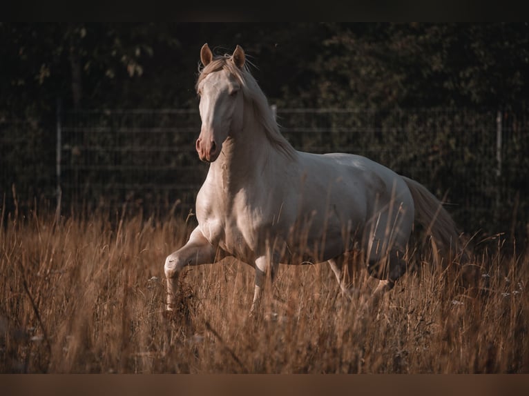 Lusitano Hengst 3 Jaar 163 cm Perlino in Neukirchen-Vluyn