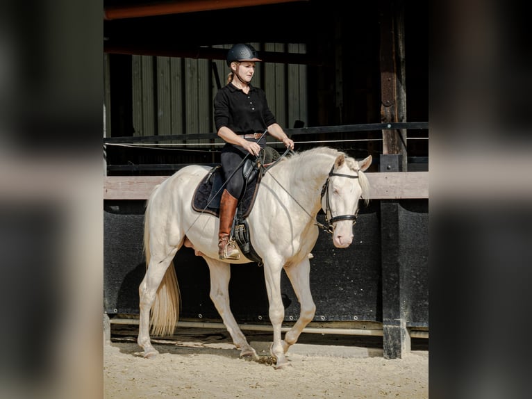 Lusitano Hengst 3 Jaar 163 cm Perlino in Neukirchen-Vluyn