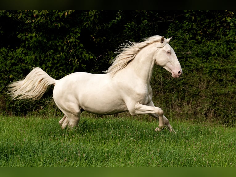 Lusitano Hengst 3 Jaar 163 cm Perlino in Neukirchen-Vluyn