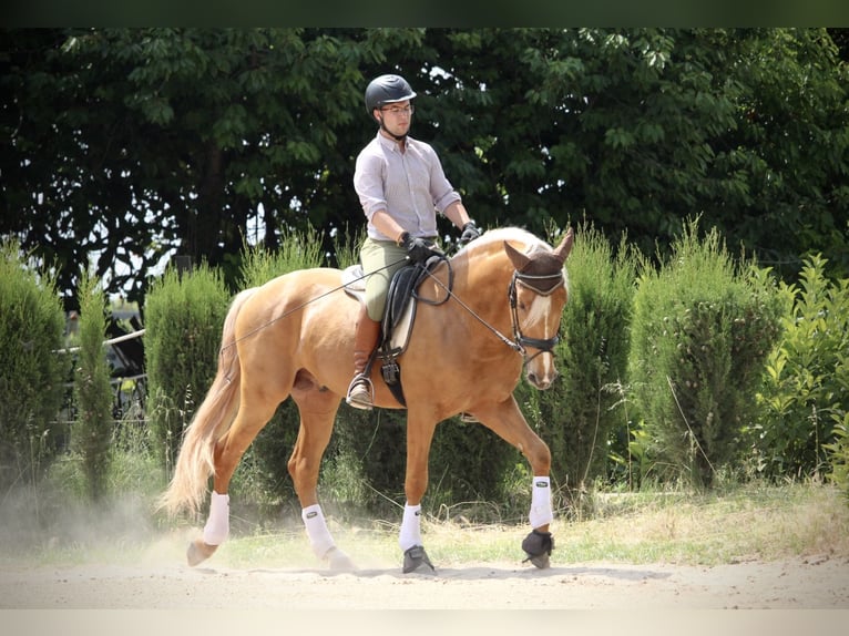 Lusitano Hengst 3 Jaar 164 cm Palomino in Valencia