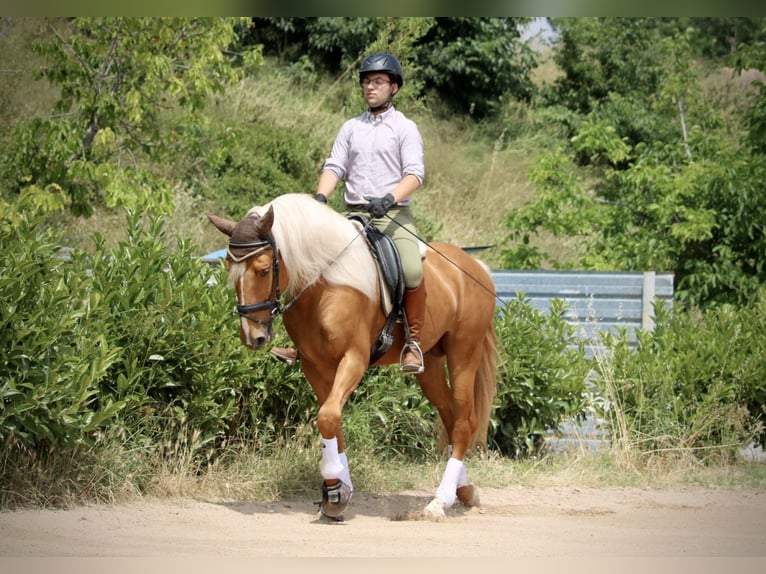 Lusitano Hengst 3 Jaar 164 cm Palomino in Valencia