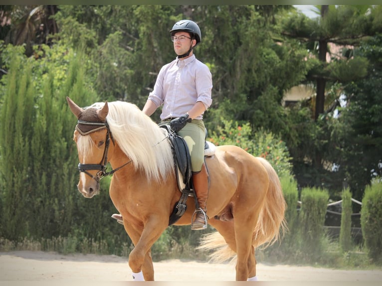 Lusitano Hengst 3 Jaar 164 cm Palomino in Valencia