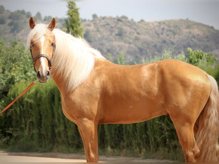 Lusitano Hengst 3 Jaar 164 cm Palomino in Valencia