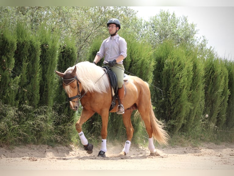 Lusitano Hengst 3 Jaar 164 cm Palomino in Valencia