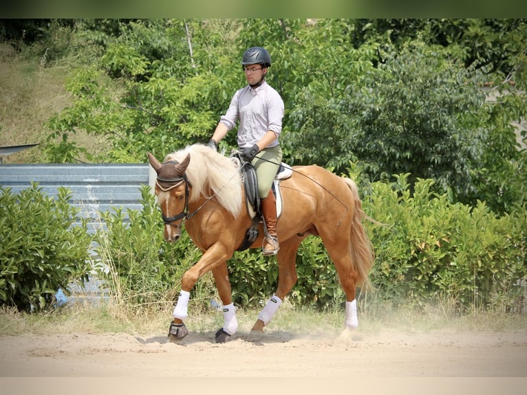 Lusitano Hengst 3 Jaar 164 cm Palomino in Valencia