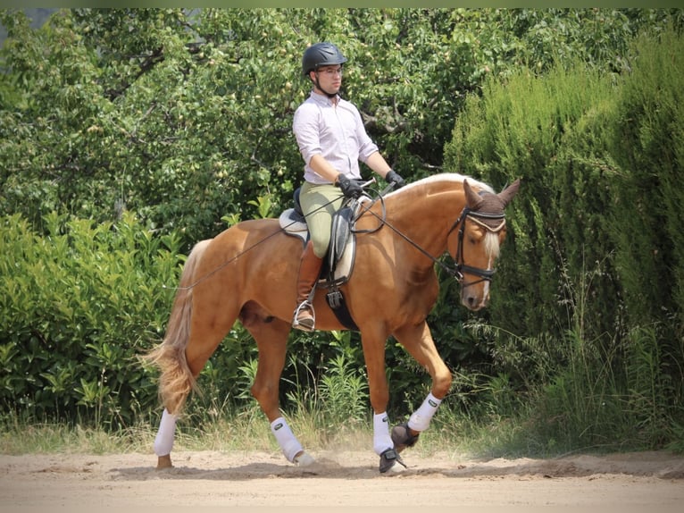 Lusitano Hengst 3 Jaar 164 cm Palomino in Valencia