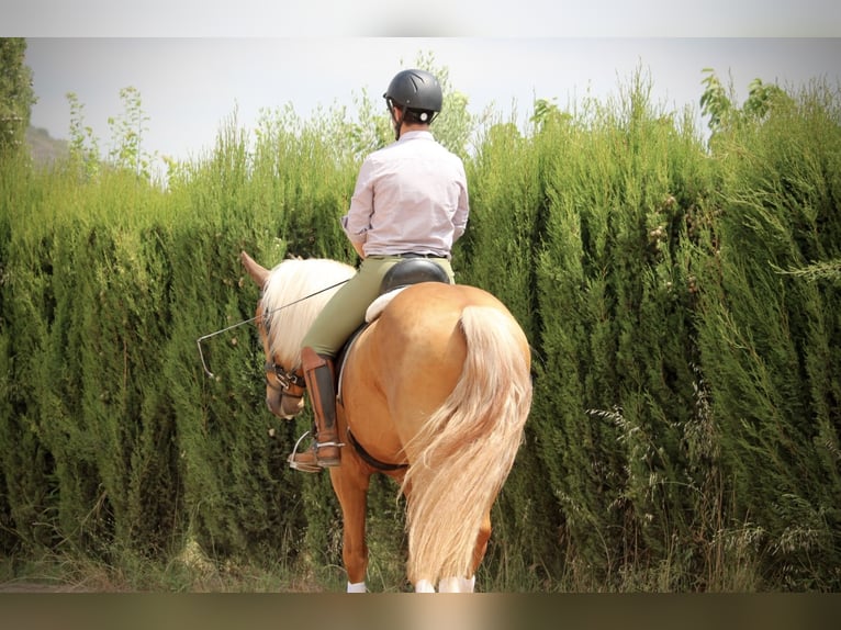 Lusitano Hengst 3 Jaar 164 cm Palomino in Valencia