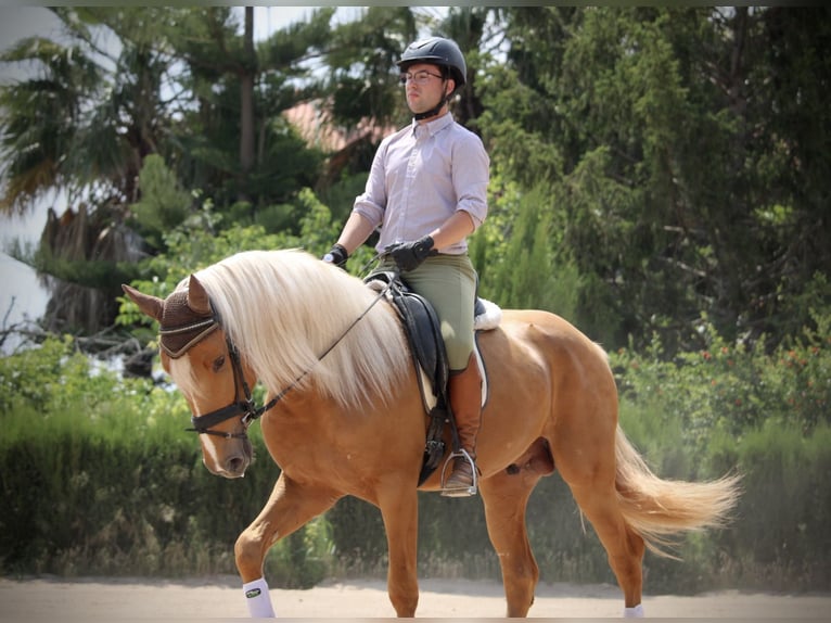 Lusitano Hengst 3 Jaar 164 cm Palomino in Valencia