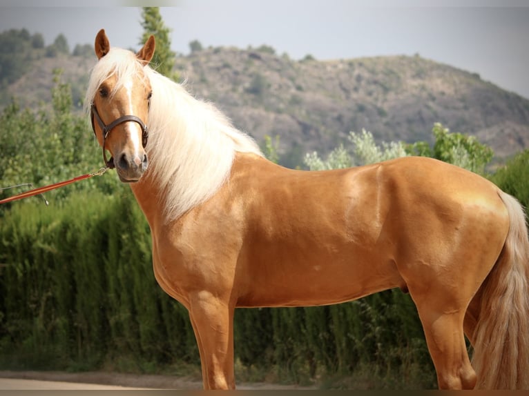 Lusitano Hengst 3 Jaar 164 cm Palomino in Valencia