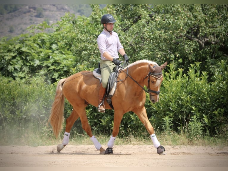 Lusitano Hengst 3 Jaar 164 cm Palomino in Valencia