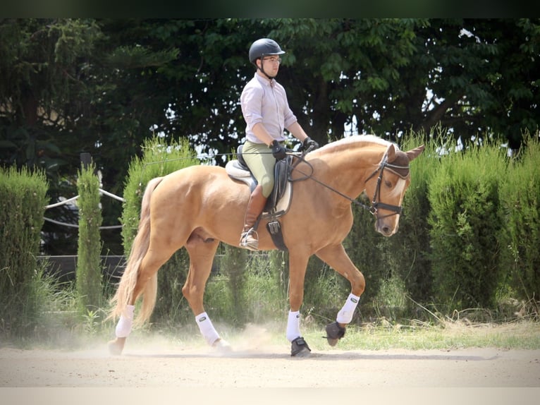 Lusitano Hengst 3 Jaar 164 cm Palomino in Valencia